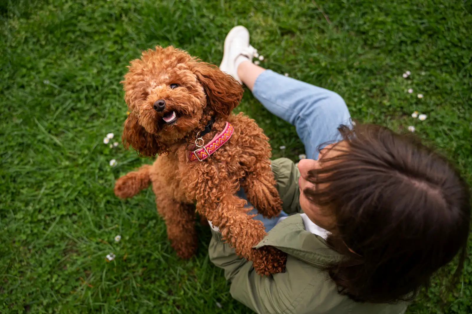 A dog walking outdoors with its owner.