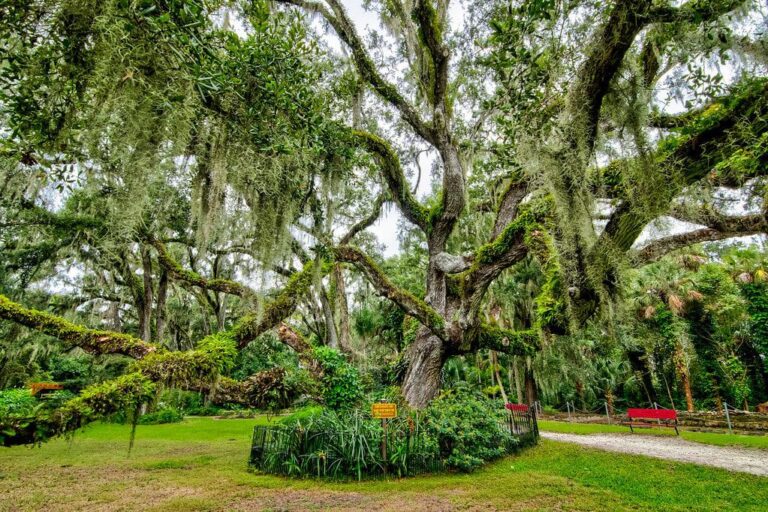 History in Your Backyard: Exploring the Botanical Beauty of Port Orange